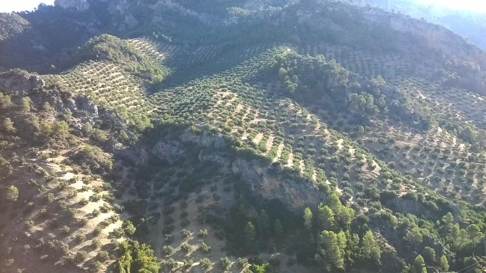 Domain en vente à Villacarrillo