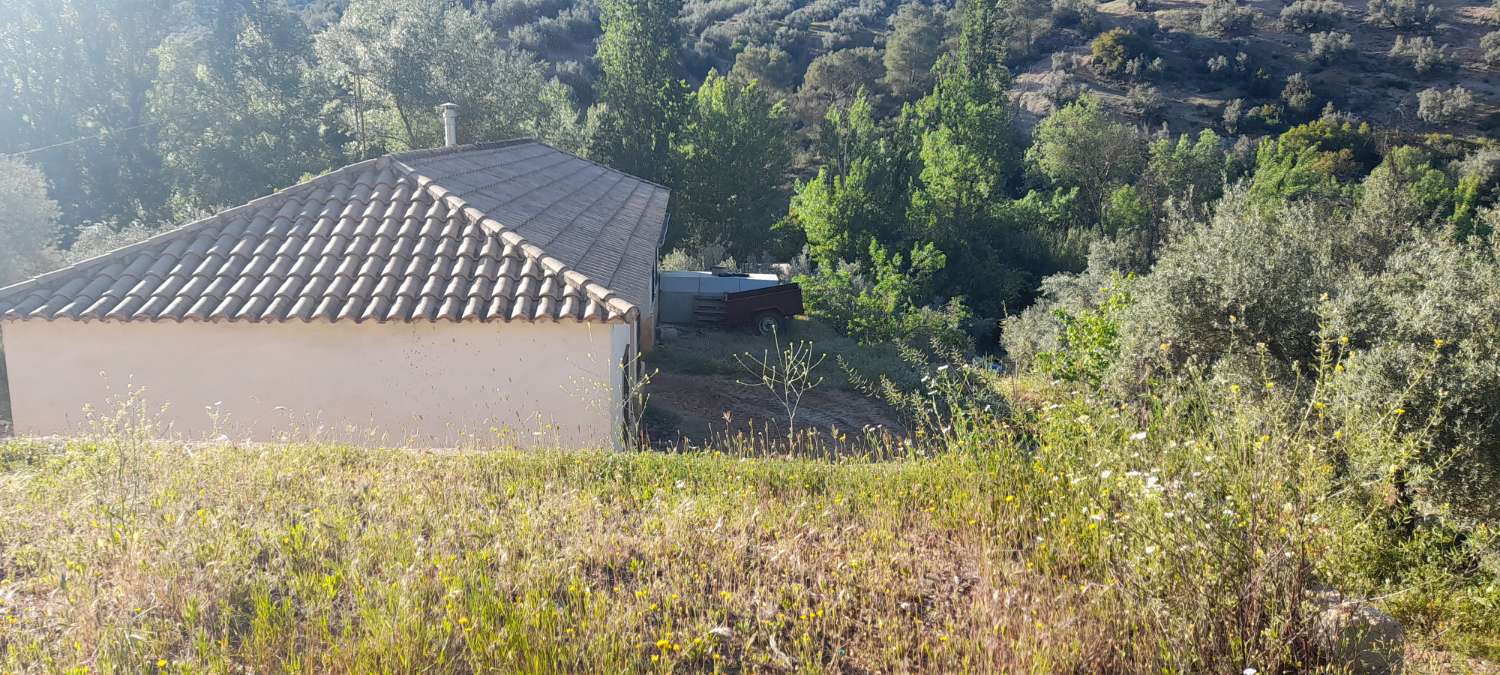 House with olive trees