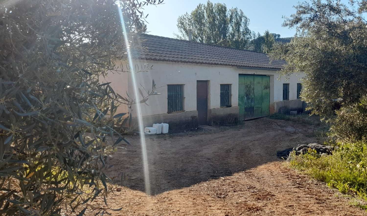 House with olive trees