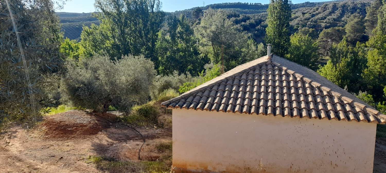 House with olive trees