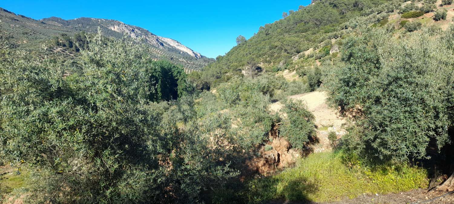 House with olive trees