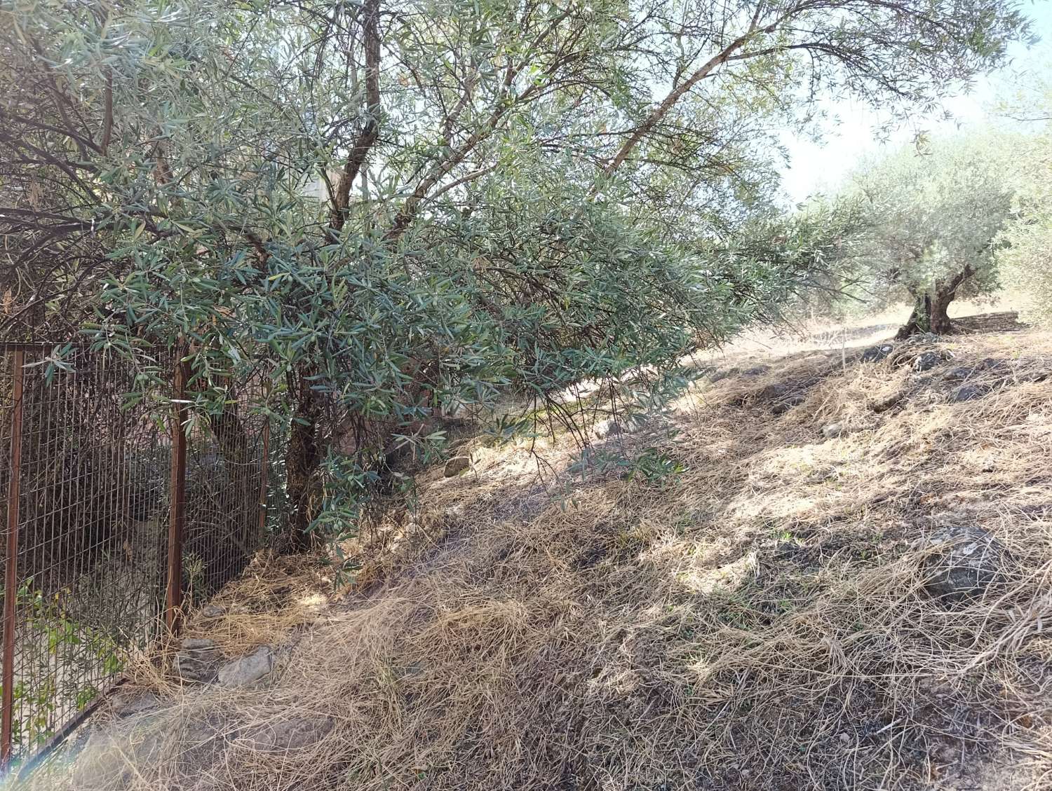 House with land in Mogón