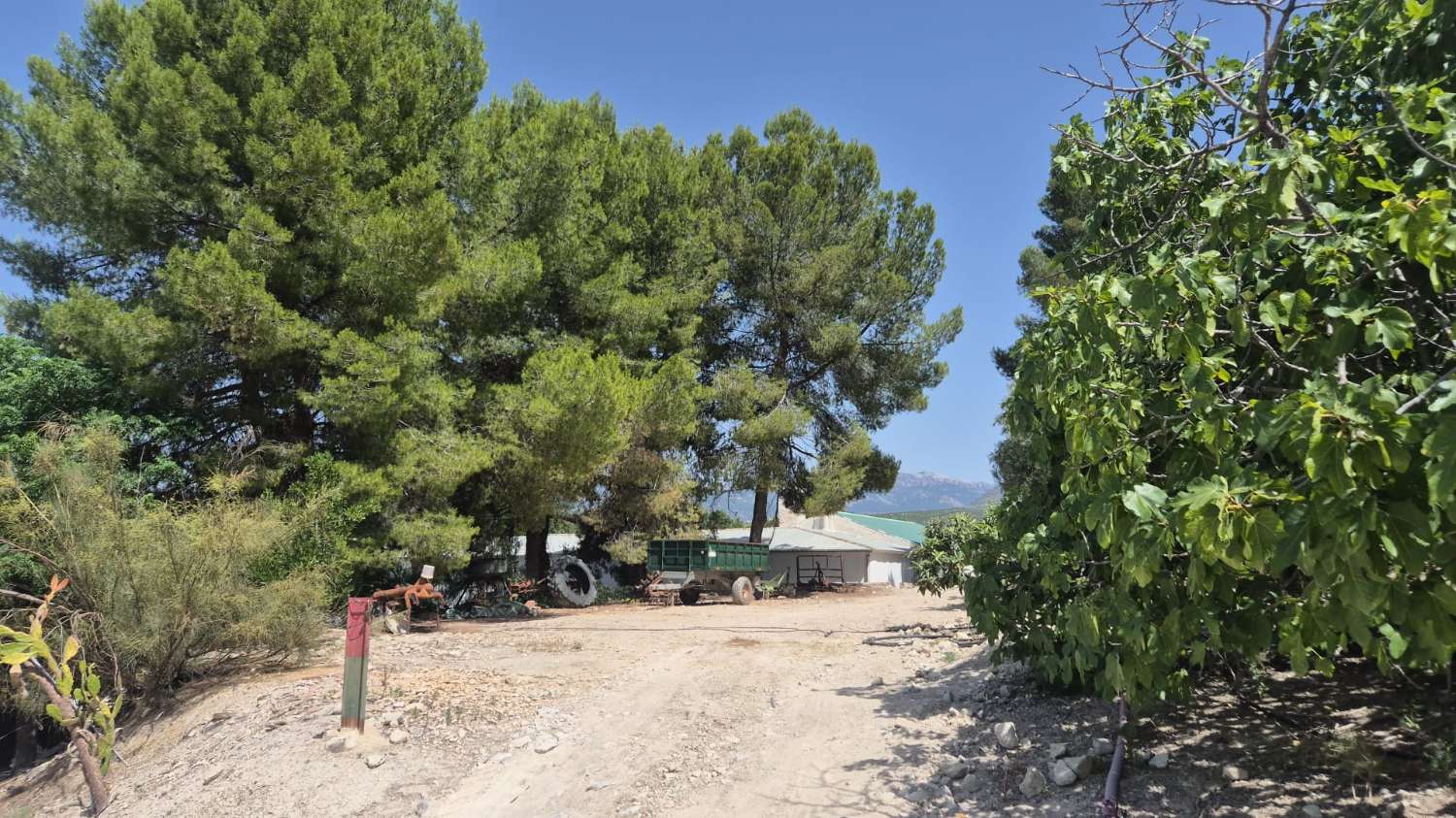 Olive grove and farmhouse in Hornos de Peal.